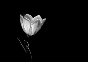 Tulip II Black and White I